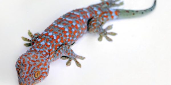 5 Cara Mengusir Tokek Dari Rumah, Salah Satunya Pelihara Kucing