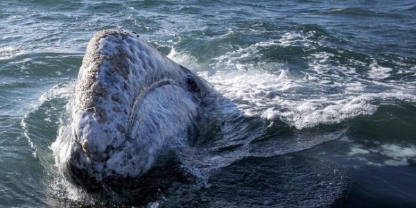 Ahli Bongkar Misteri Kematian Massal Paus Abu-abu, Manusia Aktor Utama