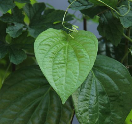 Antiseptik Alami yang Paling Sering Dipakai untuk Menjaga Kesehatan Wanita