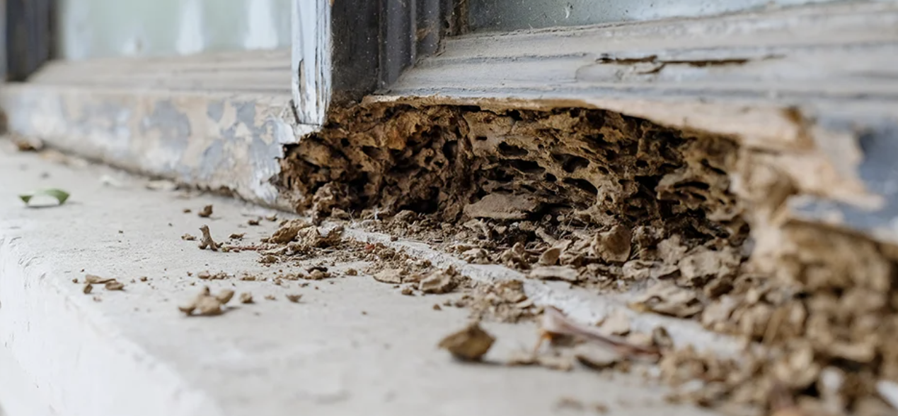 Solusi Efektif Lindungi Rumah dan Bangunan dari Kerusakan